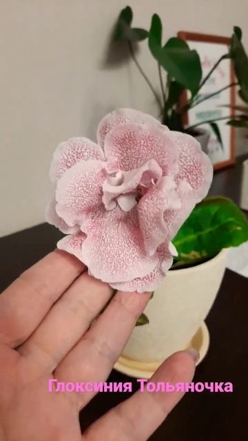 Цветёт глоксиния