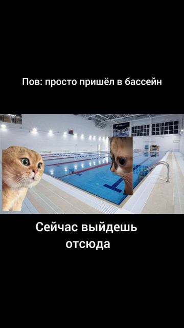 Жиза в бассейне #бассейн #мемы #котики смотреть онлайн