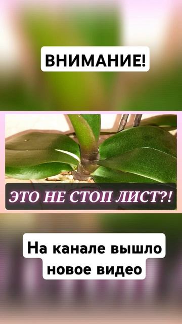 это не стоп лист у орхидеи смотреть онлайн