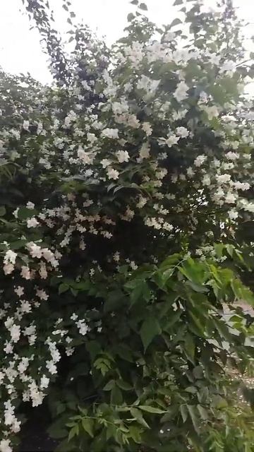 30/06/2022 жасмин(1) смотреть онлайн