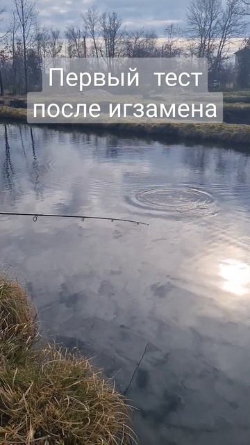 рыбалка после игзамена😅🙂👍#andyreich #рыбалка #форель #fis смотреть онлайн