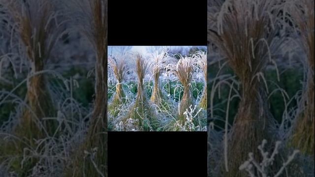 Растения для зимнего сада #christmas #garden #сад #цветы #landscape # смотреть онлайн