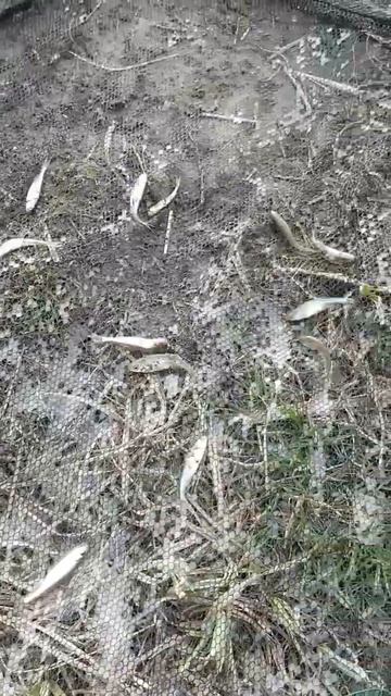 мелкая#рыба #shopts смотреть онлайн