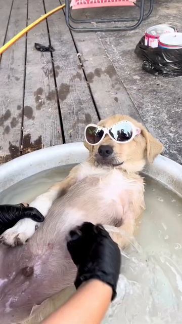 Микки купается в личном бассейне😂 смотреть онлайн