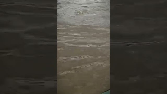 Такую Щуку за хвост не вытащить #fishing #рыбалка #ловляры? смотреть онлайн