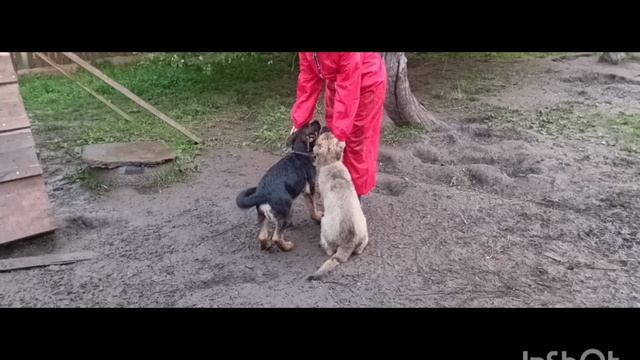 щенки немецкой овчарки смотреть онлайн