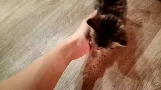 Ташка идёт кушать. Попытка знакомства. Няшные похожде? смотреть онлайн