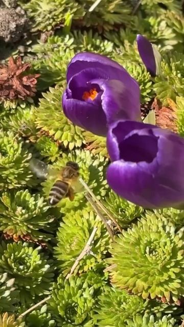 ПЕРВЫЕ ПЧЁЛЫ #видео #дача#сад#шортс#огород#пчёлы#цветы# смотреть онлайн