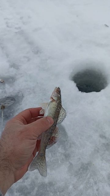 Кама #судак#зимняярыбалка#2025 смотреть онлайн