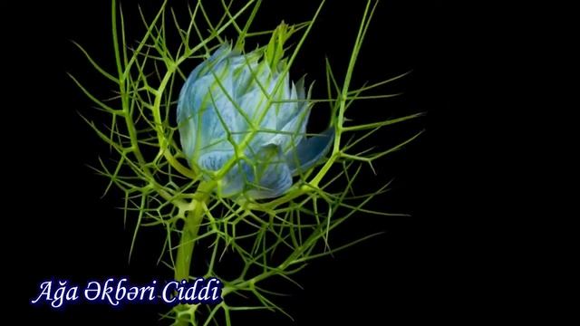 Xanım Fatimeyi Zəhranın (ə) şücaəti. Əkbəri Ciddi Ağa. Moskva. 2019