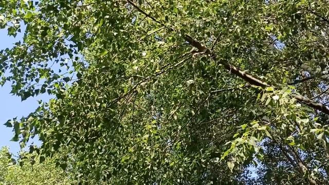 17 июня народный праздник Митрофанов день. Что делать н смотреть онлайн