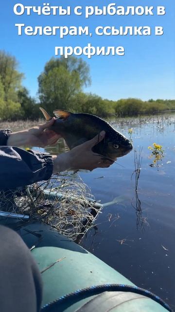 Рыбалка в Ленинградской области на реке Волхов. Отпус? смотреть онлайн