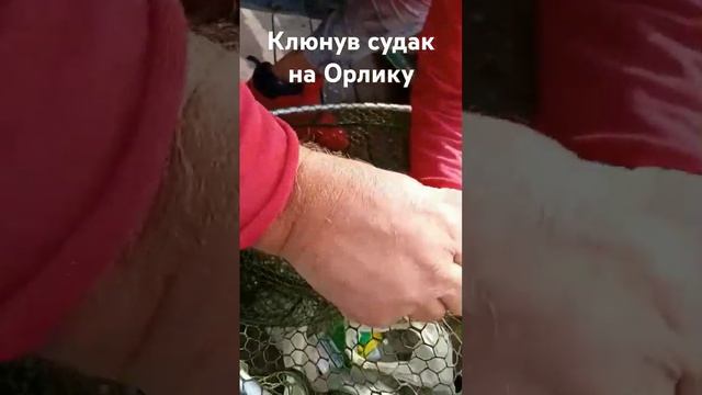 Клюнув гарний судак на Орлике #fishing #судак #троллинг #хи смотреть онлайн