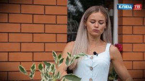 Украшение для тенистого сада - дёрен пестролистный -  в