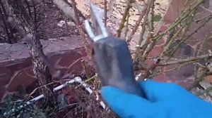 Делаем из плетистой розы кустарник