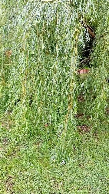 ивушка зелёная ♥️ смотреть онлайн