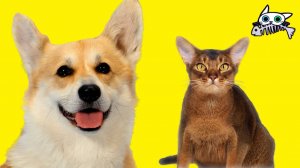 Вкусняшки для любимых хвостиков — Кусь-шоу — Фудчелленджи для питомцев