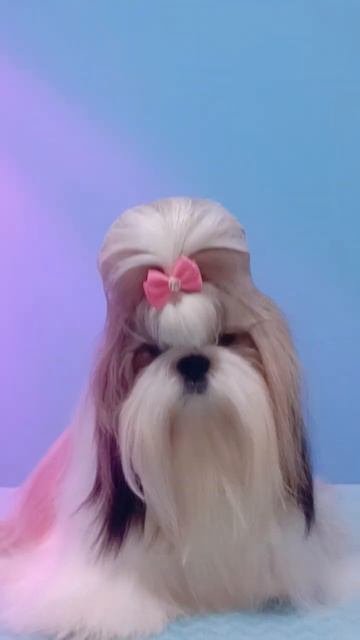 #шитцулучшиесобаки #puppy #шитцу #шитцумания #шитцумальч? смотреть онлайн