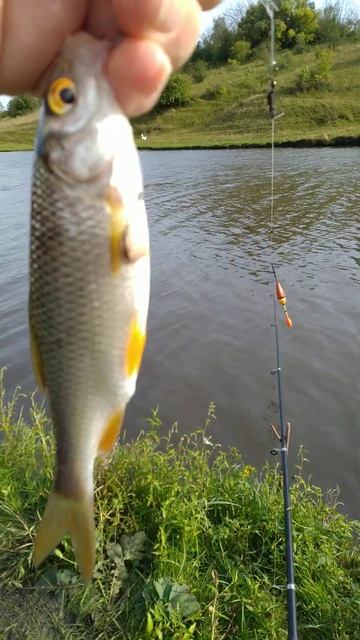 Рыбалка на ПОПЛАВОЧНУЮ удочку 🎣🐟🌊🐟🎣🐟🌊🏞️📽️ смотреть онлайн