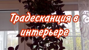 Традесканция в интерьере