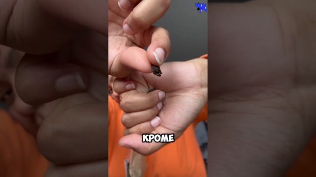 Зеленая Гала или Молочный Улун #чай #чайник #чайная #ча? смотреть онлайн