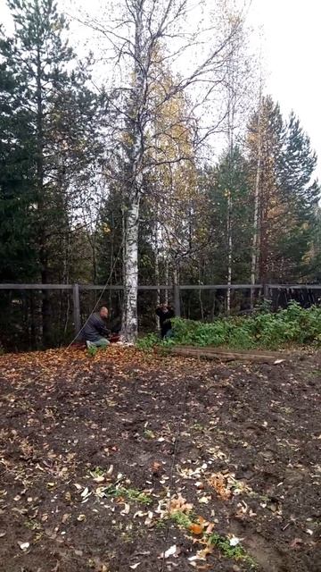 как дерево упало не туда смотреть онлайн