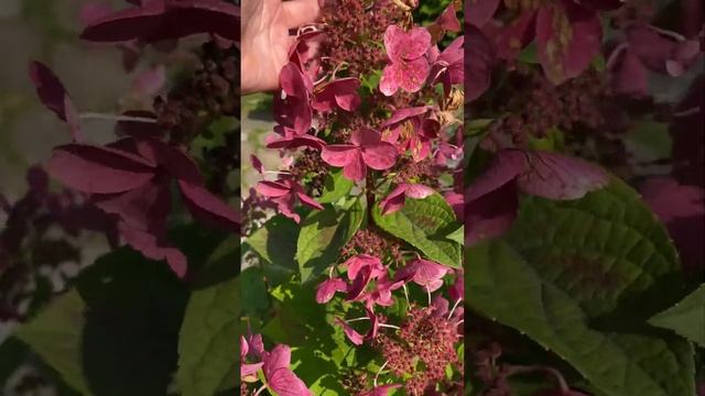 Самая ранняя #гортензия Early Sensation, Ранняя Сенсация #flowers смотреть онлайн