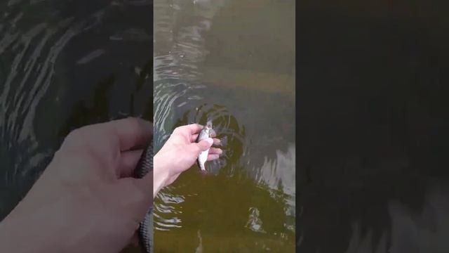 Плотва На Опарыша #avramtv #рыбалка #плотва #fishing #отдых #vlog смотреть онлайн