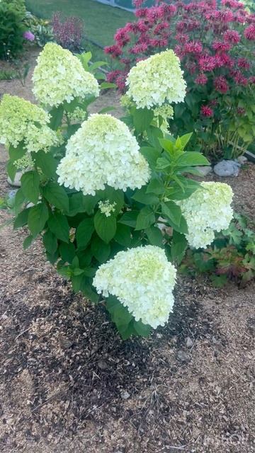 Гортензии… смотреть онлайн