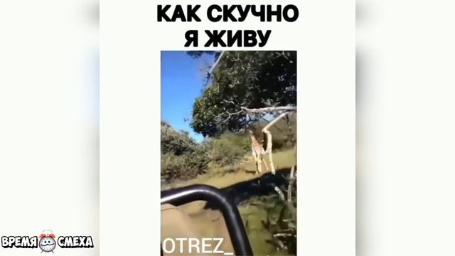 10 МИНУТ ОТБОРНЫХ ПРИКОЛОВ | ПОПРОБУЙ НЕ ЗАСМЕЯТЬСЯ | Ржака до слёз | ЛУЧШИЕ ПРИКОЛЫ #49 смотреть онлайн