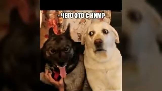 Смешные фото!тест на психику!!ржач! смотреть онлайн
