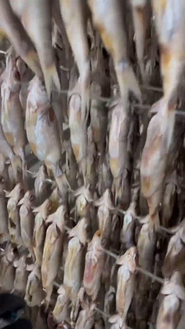 Судак готов вяленый вкусный сухой спинка огонь покупа смотреть онлайн