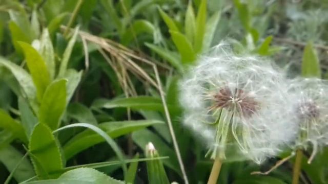 Замедленная съемка