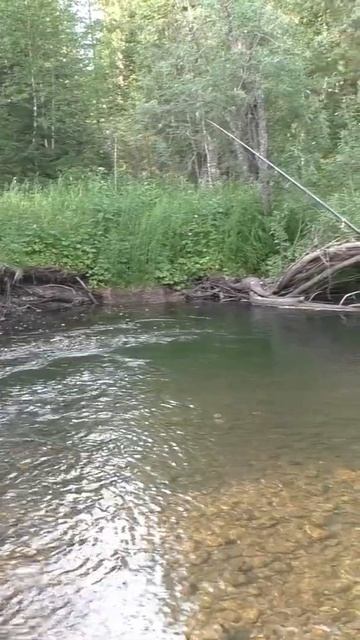 1786 Удочка Поплавок Тайга место Ива #иииразум  #рыбалка