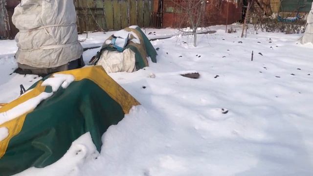 Гранаты зимой в январе 2024года смотреть онлайн