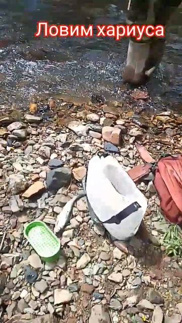 #хариус на донку. #рыбалка#настроение#тайга#природа. смотреть онлайн