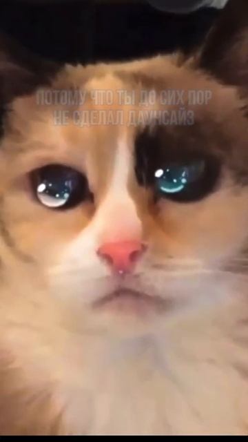 Этот котик грустит, потому что ты до сих пор не сделал ? смотреть онлайн