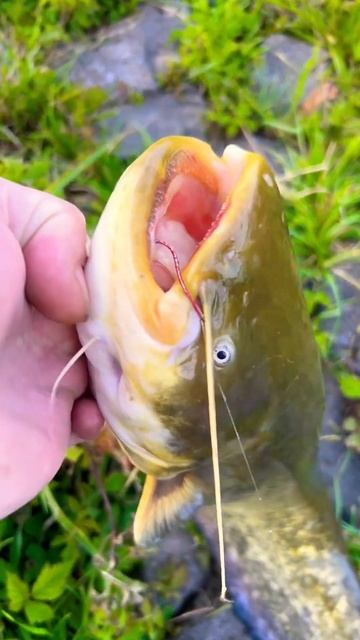 Сом на рыбалке #fishing #рыбалка #youtube ##рыба #catfish #asmr #carp #су? смотреть онлайн