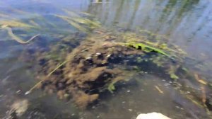 СУПЕР РЫБАЛКА НА ВЕРШИ!!! Вот это улов!!! Оставил верши н