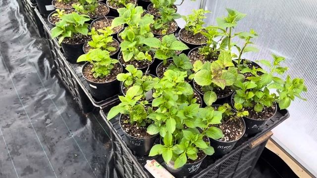 Обзор теплицы с ГОРТЕНЗИЕЙ🌸12.04.2025