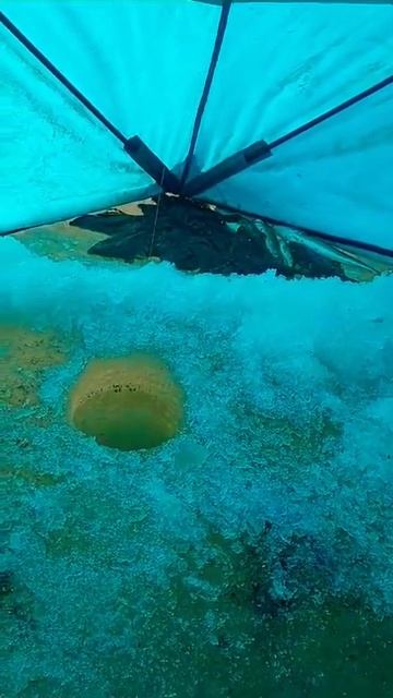 Рыбалка тавричанка. Рыба навага. Камбала. Клёво. Хорош?