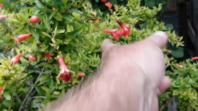 Гранат карликовый. смотреть онлайн