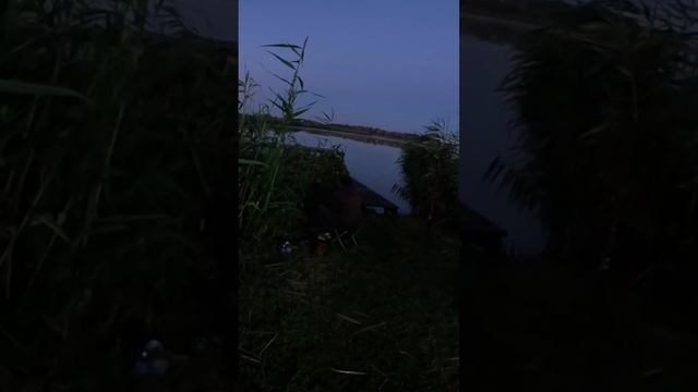 РЫБАЛКА #рыбалка #рыбак #рыбалканочью #звезды #карась #? смотреть онлайн