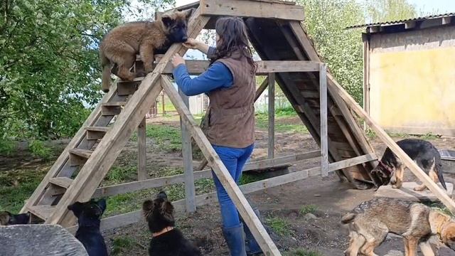 щенки немецкой овчарки 3,5 месяца смотреть онлайн