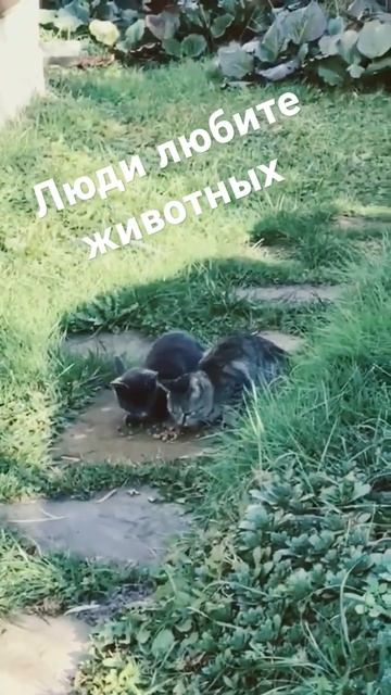 Бездомным очень плохо быть как человеку и животным #ко смотреть онлайн