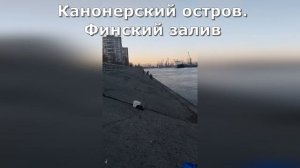 Ход корюшки на Канонерке. Финский залив. Рыбалка СПб и