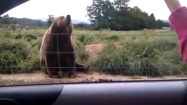 Приколы медведь помахал видео