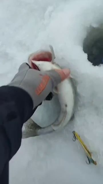 СУДАК 🔥🔥🔥 на Wagner 27.01.2025 #рыбалка #shorts #wagner #2025 смотреть онлайн