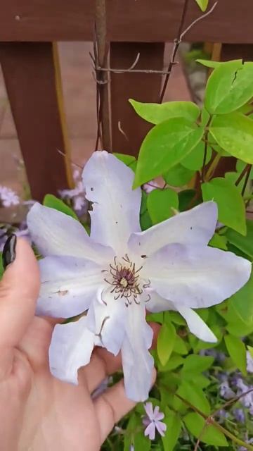 Клематис(Иван Олссон) смотреть онлайн