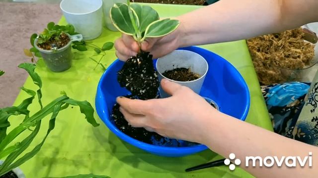 КОМНАТНЫЕ РАСТЕНИЯ(ЦВЕТЫ).ПРОДОЛЖАЮ ЗАНИМАТЬСЯ РАСТЕ? смотреть онлайн